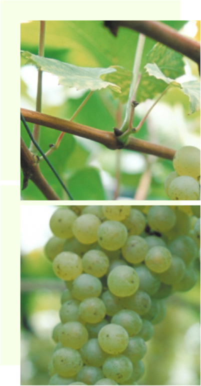 手軽に楽しめるワンランク上のワイン「ヨセミテ・ロード スペシャル 