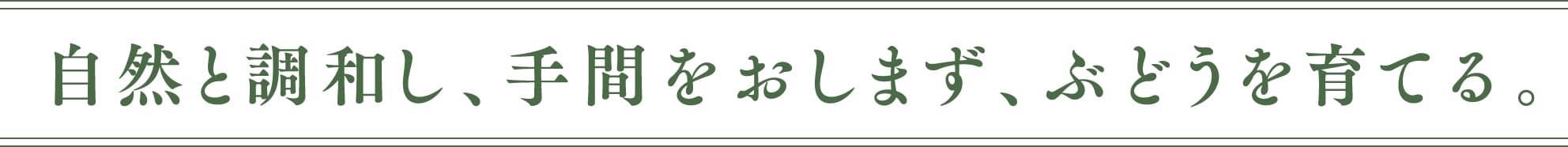自然と調和し、手間をおしまず、ぶどうを育てる。