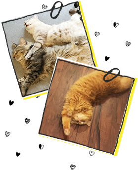 猫写真